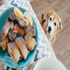 CAN YOU GIVE YOUR DOG BARBECUE SCRAPS ?